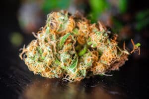 cannabis bud